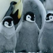 La Marche de l'empereur - galeria zdjęć - filmweb