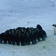 La Marche de l'empereur - galeria zdjęć - filmweb