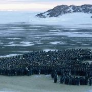 La Marche de l'empereur - galeria zdjęć - filmweb