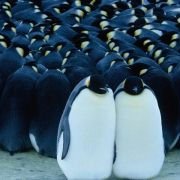 La Marche de l'empereur - galeria zdjęć - filmweb
