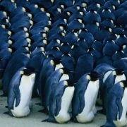 La Marche de l'empereur - galeria zdjęć - filmweb