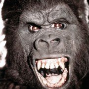 King Kong - galeria zdjęć - filmweb