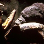 King Kong - galeria zdjęć - filmweb