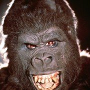 King Kong - galeria zdjęć - filmweb