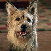 Because of Winn-Dixie - galeria zdjęć - filmweb