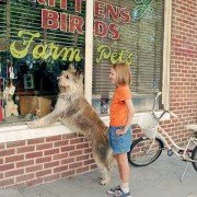 Because of Winn-Dixie - galeria zdjęć - filmweb