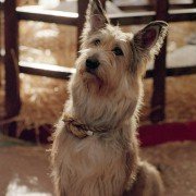 Because of Winn-Dixie - galeria zdjęć - filmweb