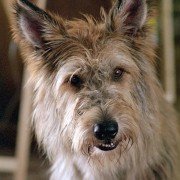 Because of Winn-Dixie - galeria zdjęć - filmweb
