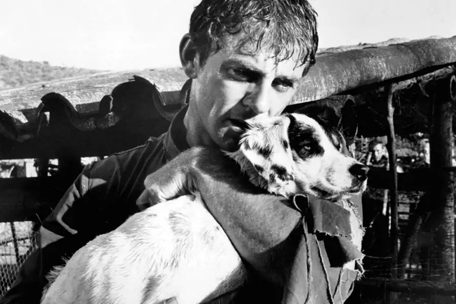 Król szczurów - galeria zdjęć - filmweb