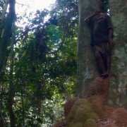 Song from the Forest - galeria zdjęć - filmweb
