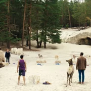 Woodwalkers - galeria zdjęć - filmweb