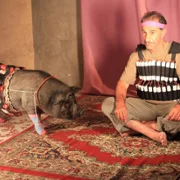 When Pigs Have Wings - galeria zdjęć - filmweb