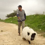 When Pigs Have Wings - galeria zdjęć - filmweb