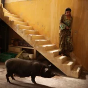 When Pigs Have Wings - galeria zdjęć - filmweb