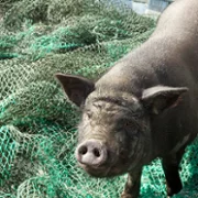 When Pigs Have Wings - galeria zdjęć - filmweb