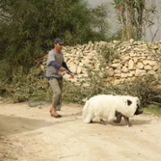 When Pigs Have Wings - galeria zdjęć - filmweb