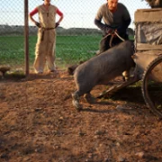 Kiedy świnie mają skrzydła - galeria zdjęć - filmweb
