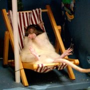 Svein og rotta - galeria zdjęć - filmweb