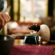 Svein i szczur - galeria zdjęć - filmweb