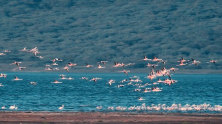 Sezon 1 Odcinek 3 The Birds' Journey