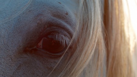 Sezon 1 Odcinek 8 A Horse's Tale