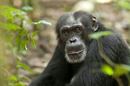 Szympans - galeria zdjęć - filmweb