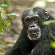 Chimpanzee - galeria zdjęć - filmweb