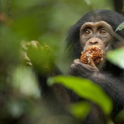 Szympans - galeria zdjęć - filmweb