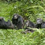 Chimpanzee - galeria zdjęć - filmweb