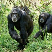 Chimpanzee - galeria zdjęć - filmweb