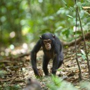 Chimpanzee - galeria zdjęć - filmweb