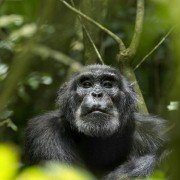 Chimpanzee - galeria zdjęć - filmweb