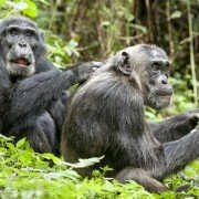 Chimpanzee - galeria zdjęć - filmweb