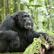 Chimpanzee - galeria zdjęć - filmweb
