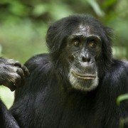Chimpanzee - galeria zdjęć - filmweb