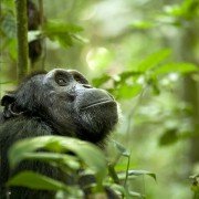Chimpanzee - galeria zdjęć - filmweb