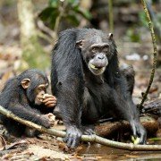 Chimpanzee - galeria zdjęć - filmweb
