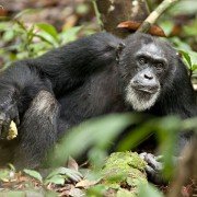Chimpanzee - galeria zdjęć - filmweb