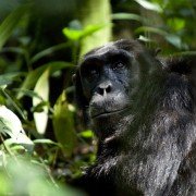 Chimpanzee - galeria zdjęć - filmweb