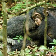 Chimpanzee - galeria zdjęć - filmweb