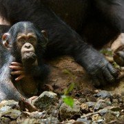 Chimpanzee - galeria zdjęć - filmweb