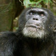 Chimpanzee - galeria zdjęć - filmweb