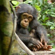 Chimpanzee - galeria zdjęć - filmweb