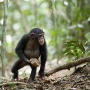 Chimpanzee - galeria zdjęć - filmweb