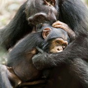 Chimpanzee - galeria zdjęć - filmweb