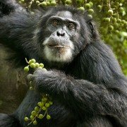 Chimpanzee - galeria zdjęć - filmweb