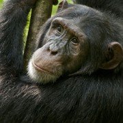 Chimpanzee - galeria zdjęć - filmweb