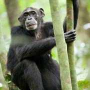 Chimpanzee - galeria zdjęć - filmweb
