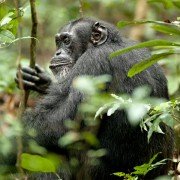 Chimpanzee - galeria zdjęć - filmweb