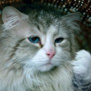 Nine Lives - galeria zdjęć - filmweb